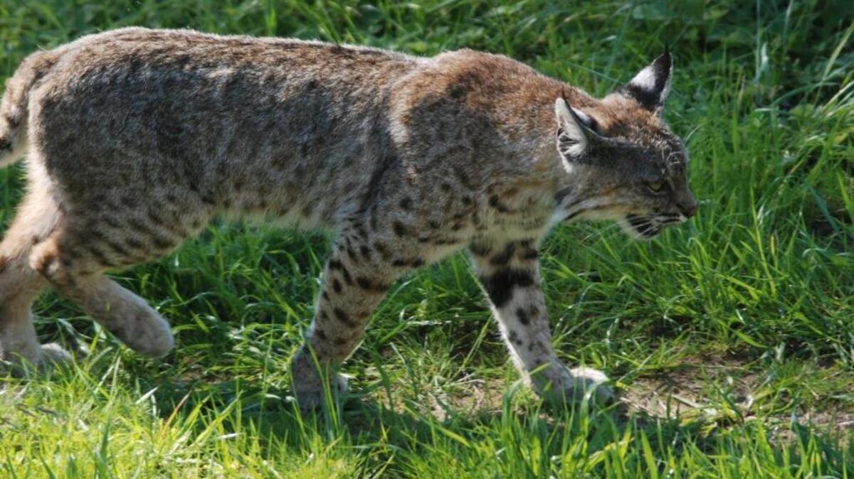A bobcat (not the one that short-circuited the power line) on the prowl in the Top of the World area of Cambria.