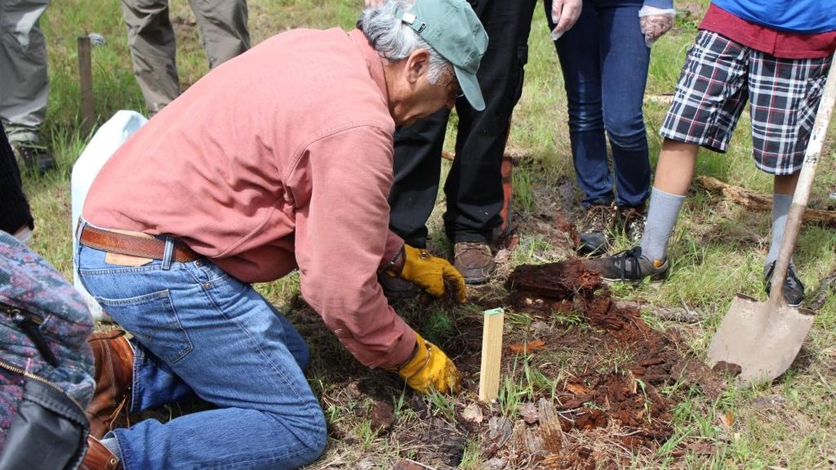Rick Hawley demonstrates how to plant a Monterey pine tree during a middle school field trip to Strawberry Canyon on Monday.
