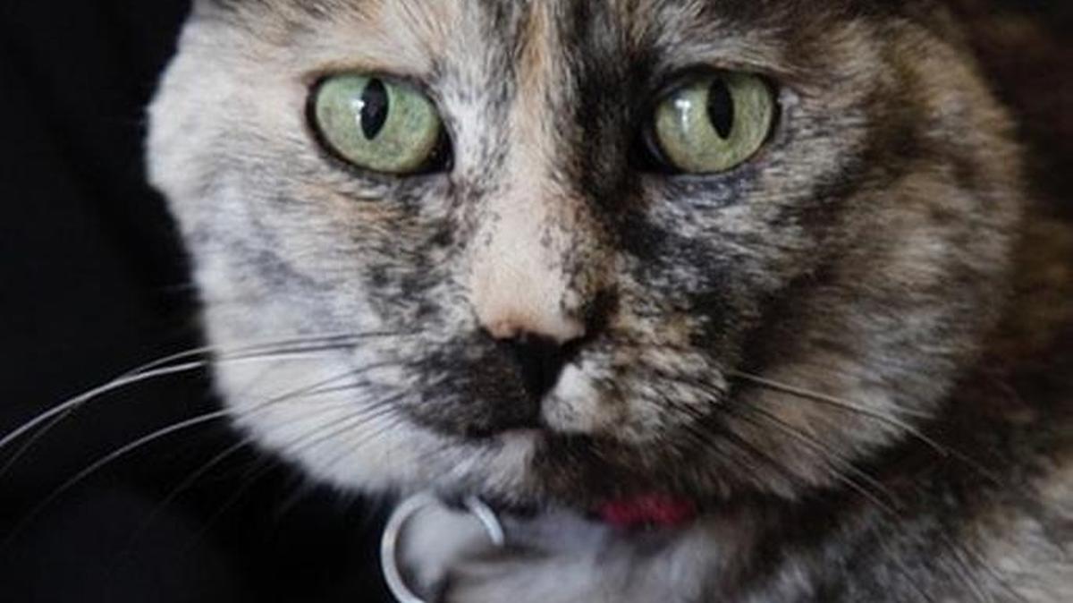Catalina, HART’s Cat of the Month for October.