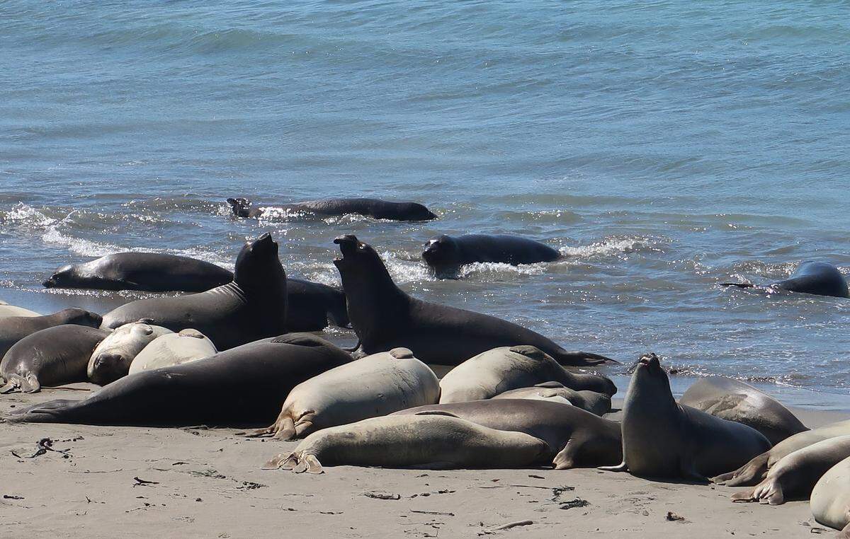 Juvenile elephant seals bask in the sun on the Central Coast.