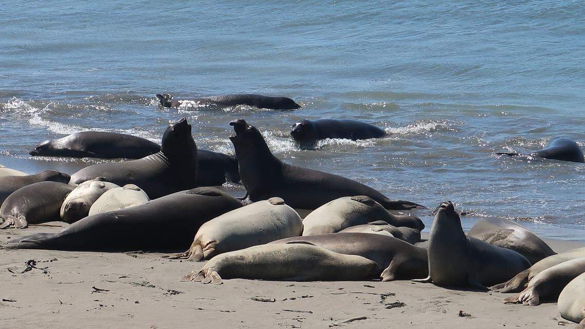 Juvenile elephant seals return to Piedras Blancas after months at sea
