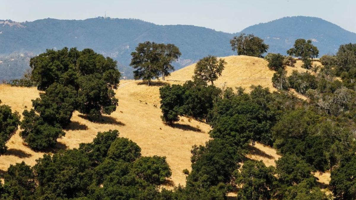 Oak trees dot the land at the Bonnheim ranch in Adelaida.