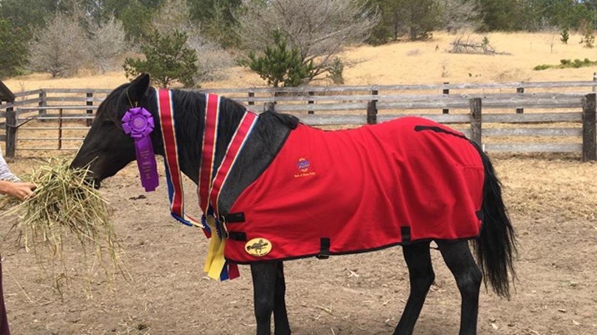 Carla Canestro’s poly, Smokey, won Best of Show at the California Mid-State Fair in Paso Robles.