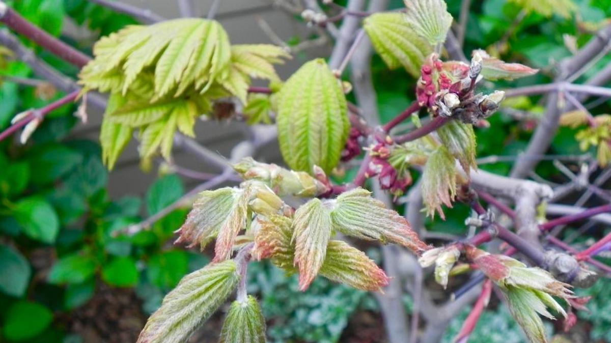 Buds and leaves erupt on maples due to plant hormones triggered by lengthening days and warmer weather.