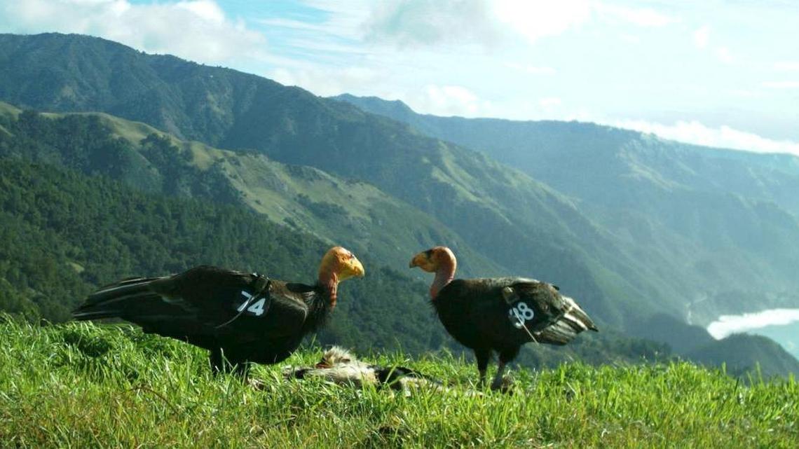 Miracle and Nomad are the first “wild-born” condors to produce a chick.