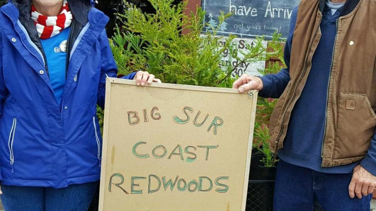 At left, Tammy Stone, assistant manager at Cambria Nursery, is selling Big Sur Coast redwoods she received Nov. 20, from Lionel Johnston of San Luis Obispo.