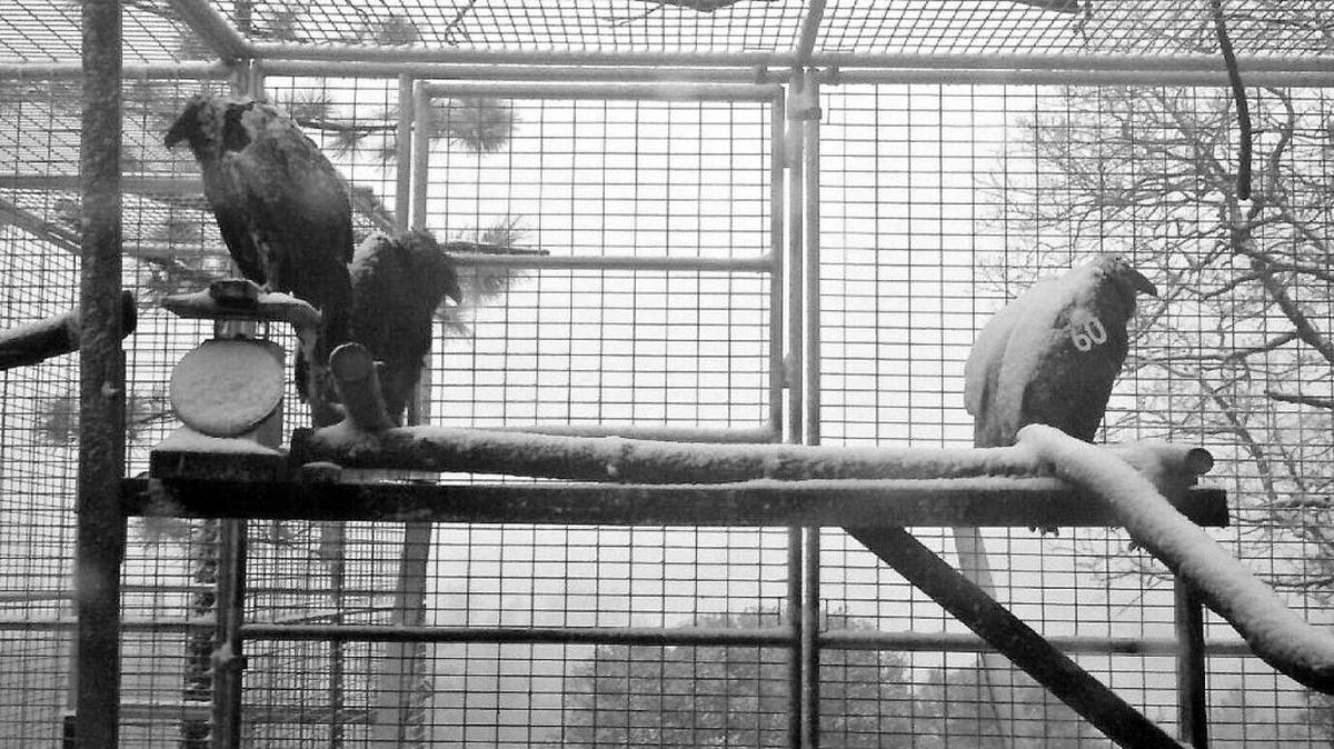 These condors — seen last February in their fly pen in the mountains above San Simeon — have been removed and transported to Ventura County because of smoke and threat of fire.