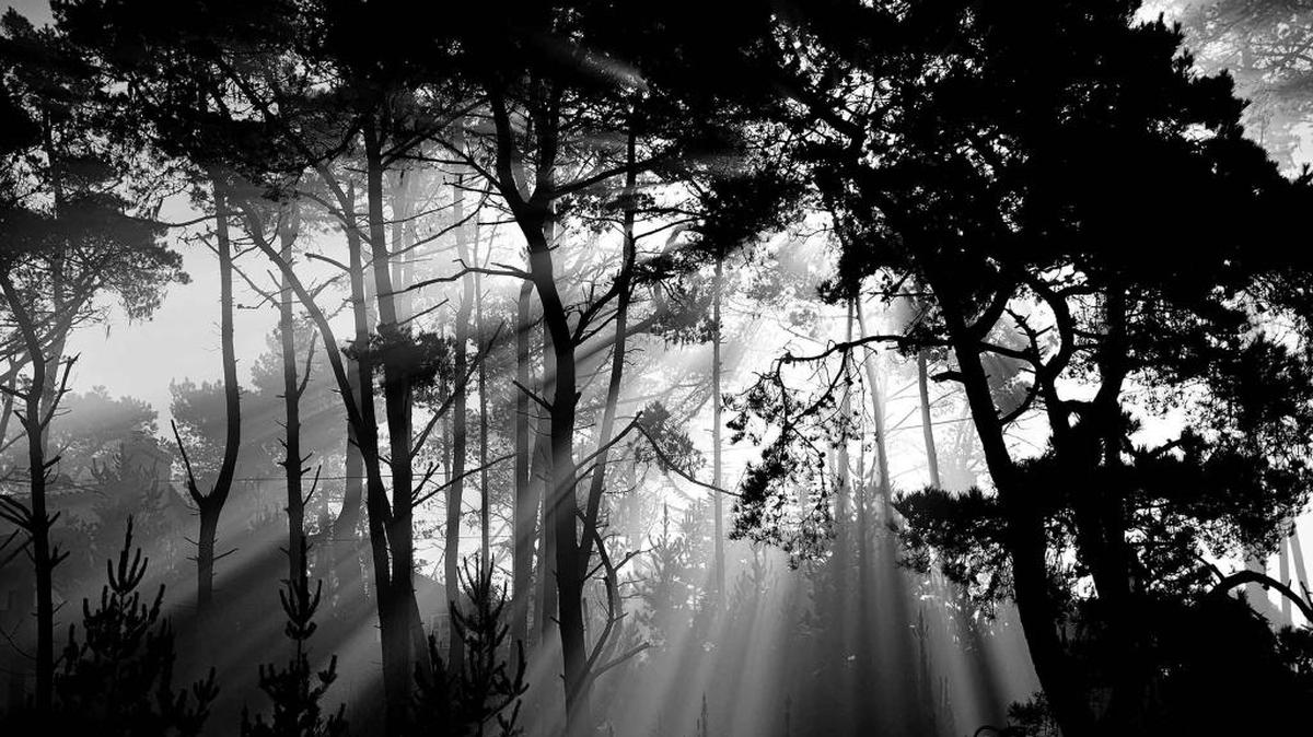 Sunlight filters through the fog amid the Monterey pines in one of Joe Josephs’ Central Coast photographs.