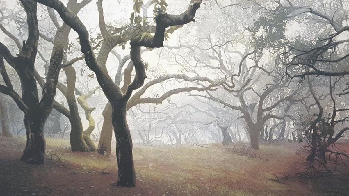 “Oak Grove” by Stephen McMillan