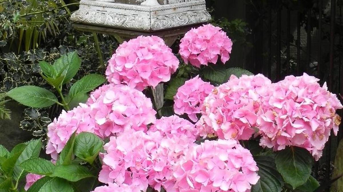Hydrangeas bloom in the garden of Kit and Gene Lamparter of Cambria.