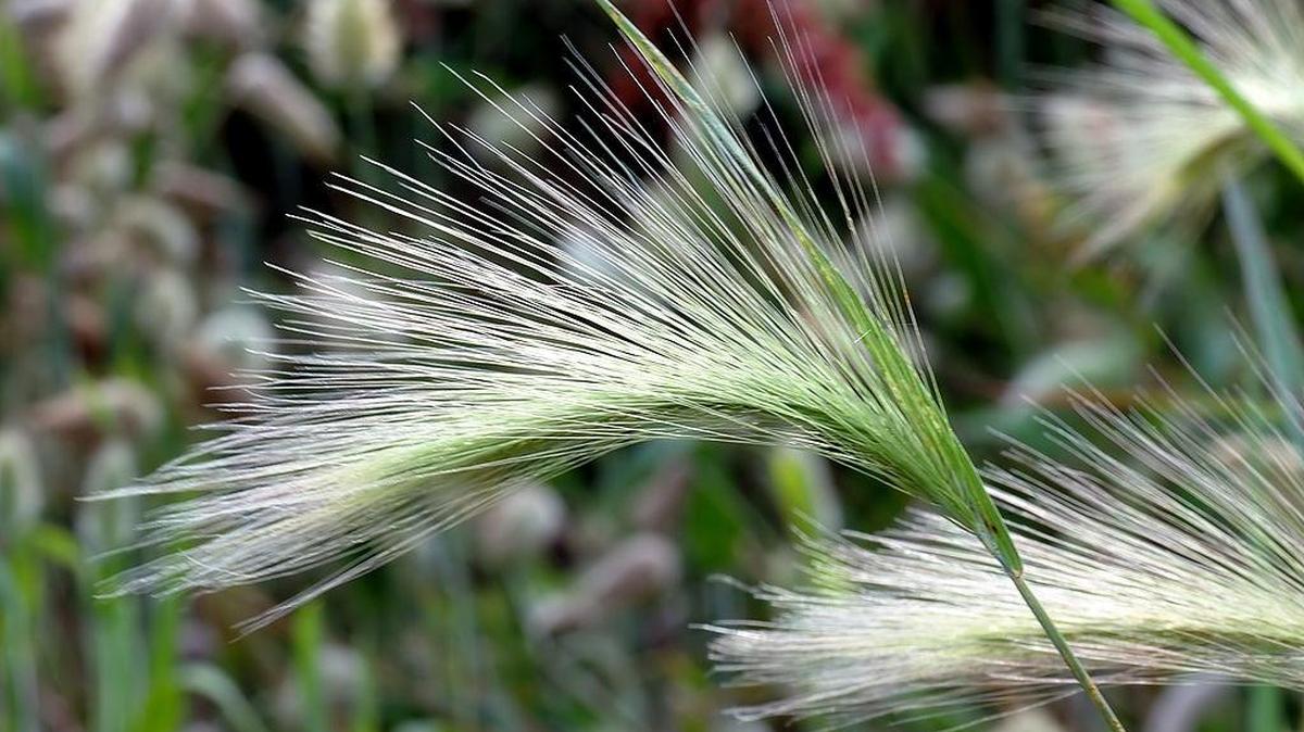 The foxtail barley plant Hordeum jubatum is common throughout most of North America.