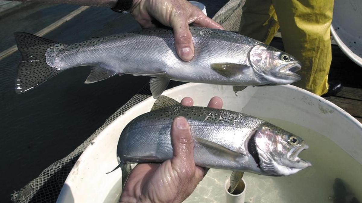 A male steelhead bottom and a female at top.