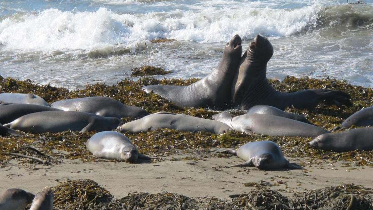 Two young seals vie with each other. Piles of kelp torn up by the recent storm make a cool bed at the water’s edge.