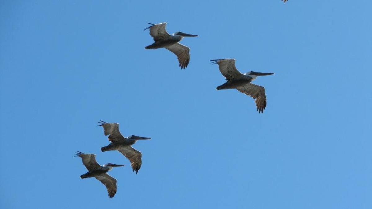 Brown pelicans were removed from the endangered list in 2009, but they continue to face challenges.