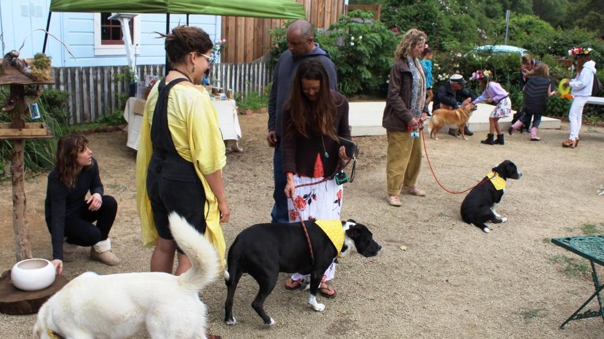 Dogs line up for a parade to wrap up the Cambria Bee Faire at the Cambria Historical Museum on Sunday, May 7.