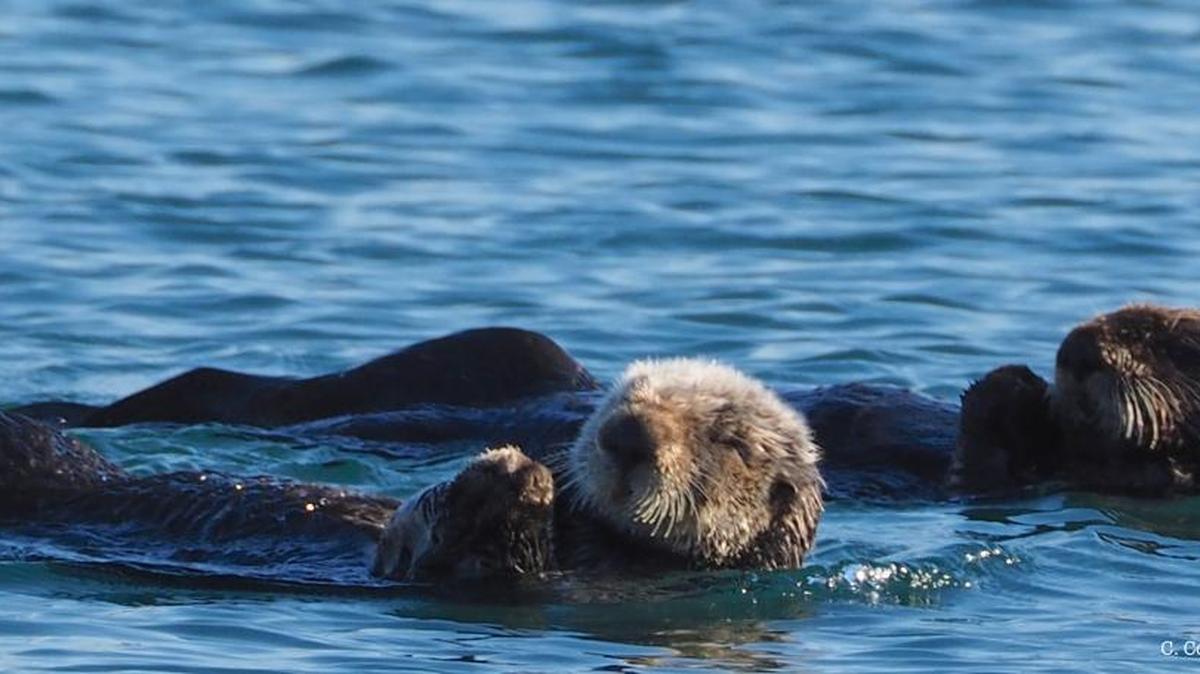 Otters take their ease. Approaching kayakers in Morro Bay can stress the otters; SeaLife Stewards provides information about the estuary’s marine life to kayakers.