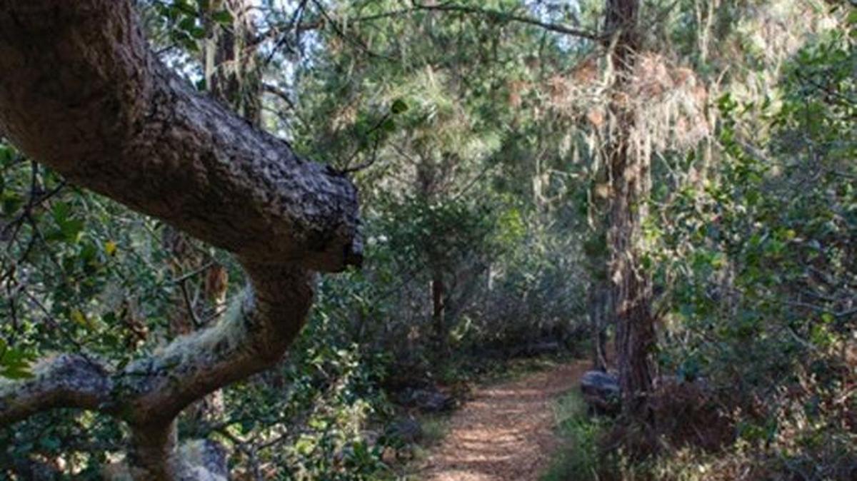 The trails on the Fiscalini Ranch Preserve are open again, and many of them are freshly chipped thanks to volunteers.