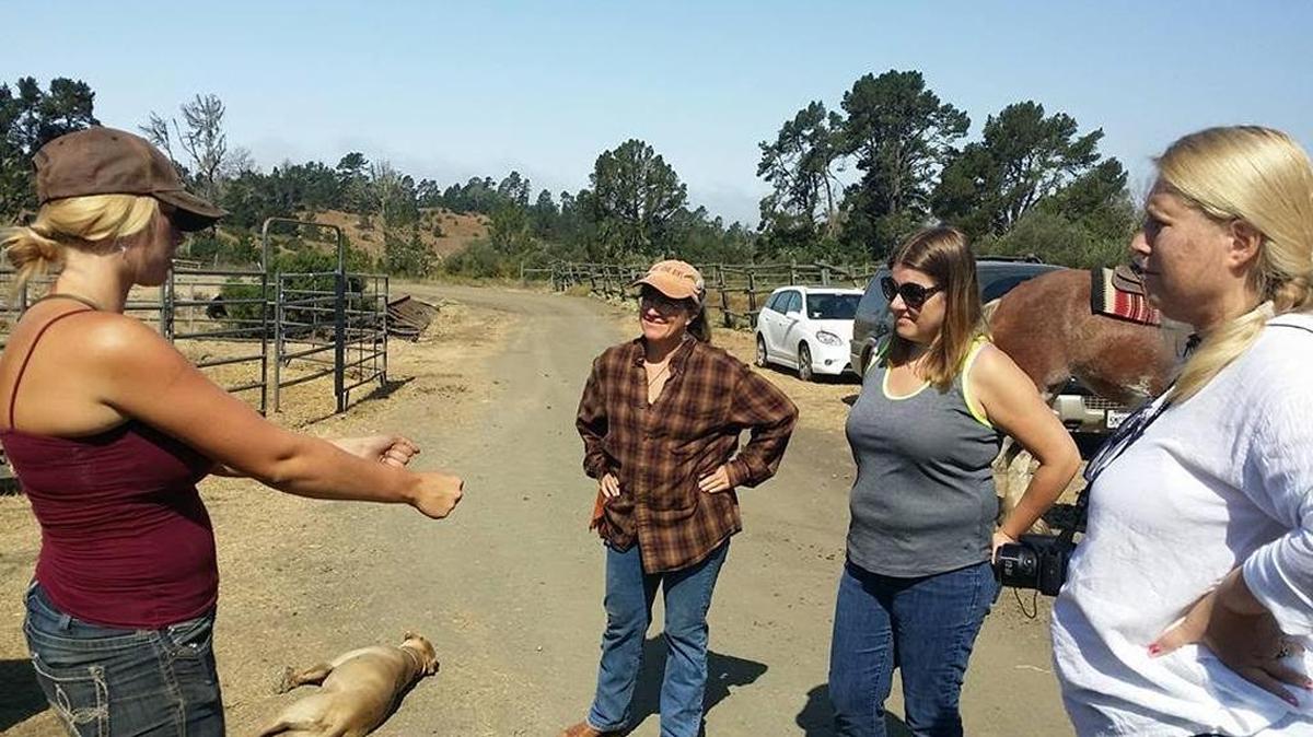 Tara Covell, left, explains how to drive a Clydesdale to Dianne Brooke, Anke Woodsmall and Katrina Burlake.