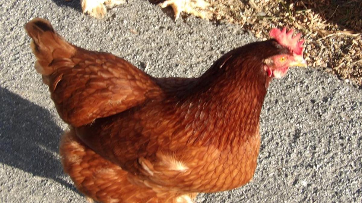 The columnist enjoys the morning barnyard sounds of his neighbor’s chickens on Wilton Drive.
