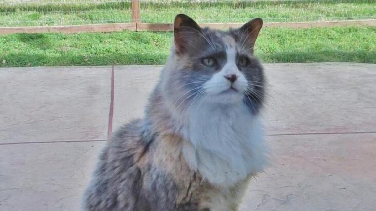 Abby the cat stays vigilant for any potential intruders of the rodent variety.