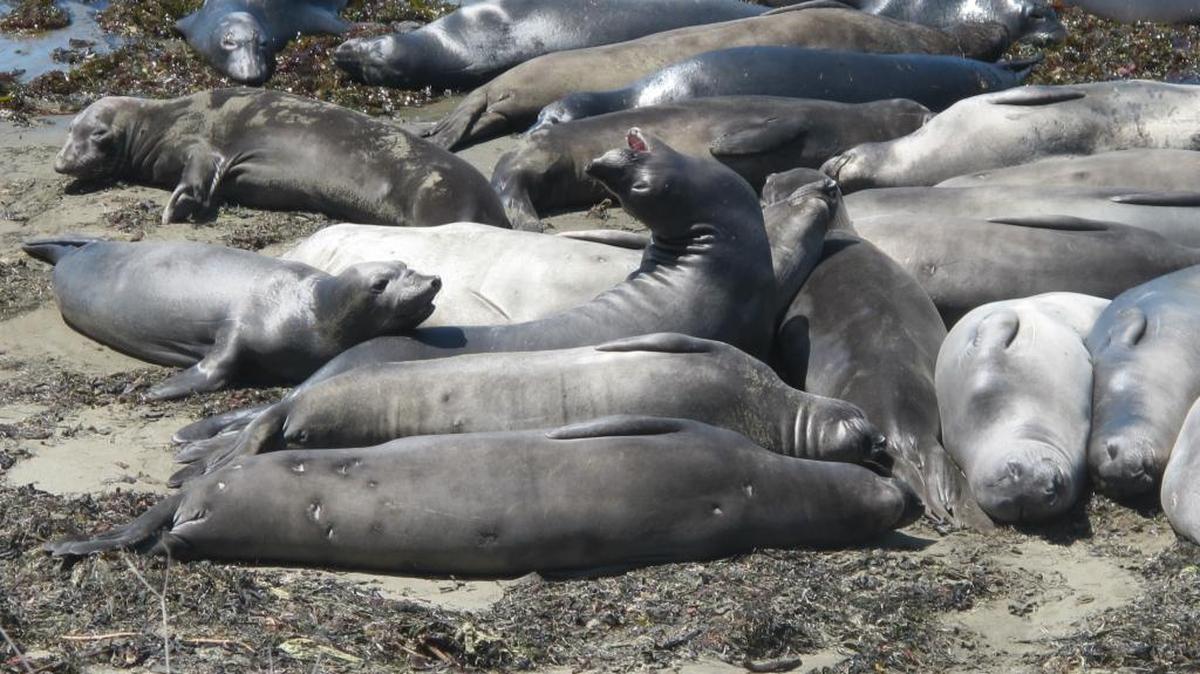 Young male elephant seals tussle on the beach.