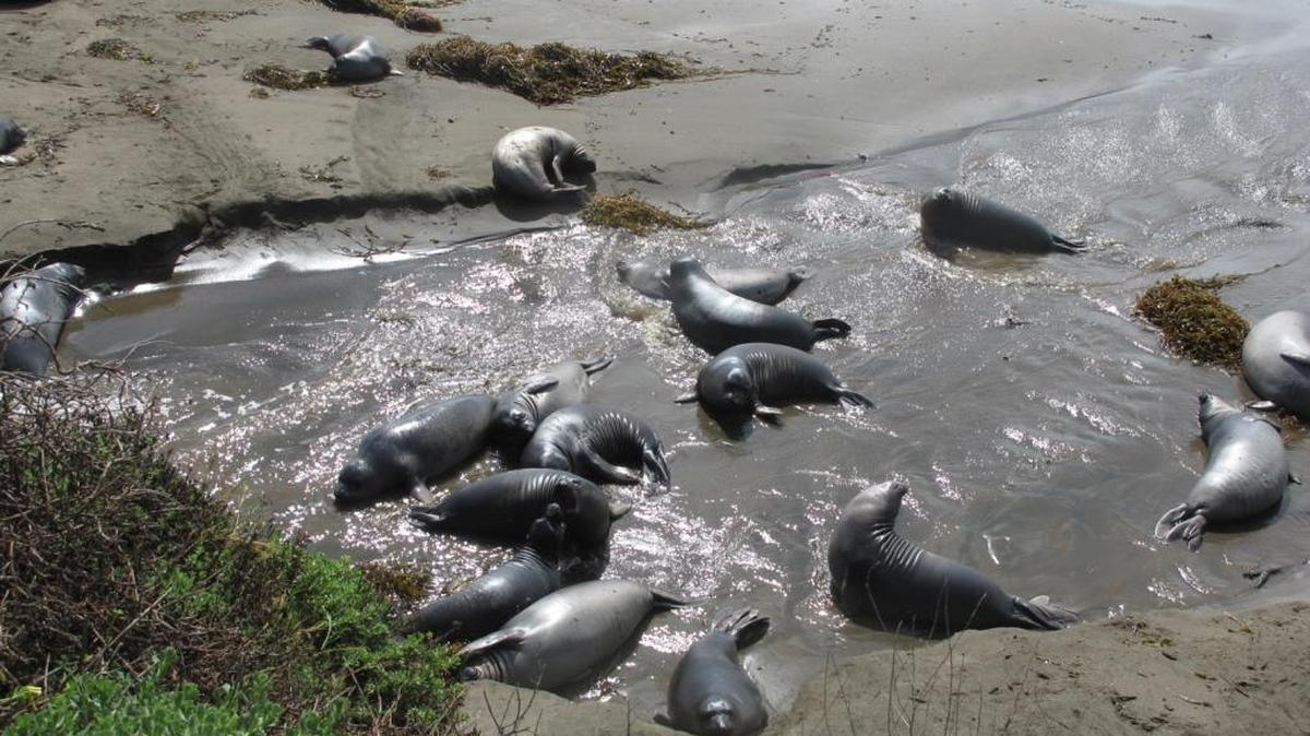 Weaner pups frolic in the water after March’s rains.