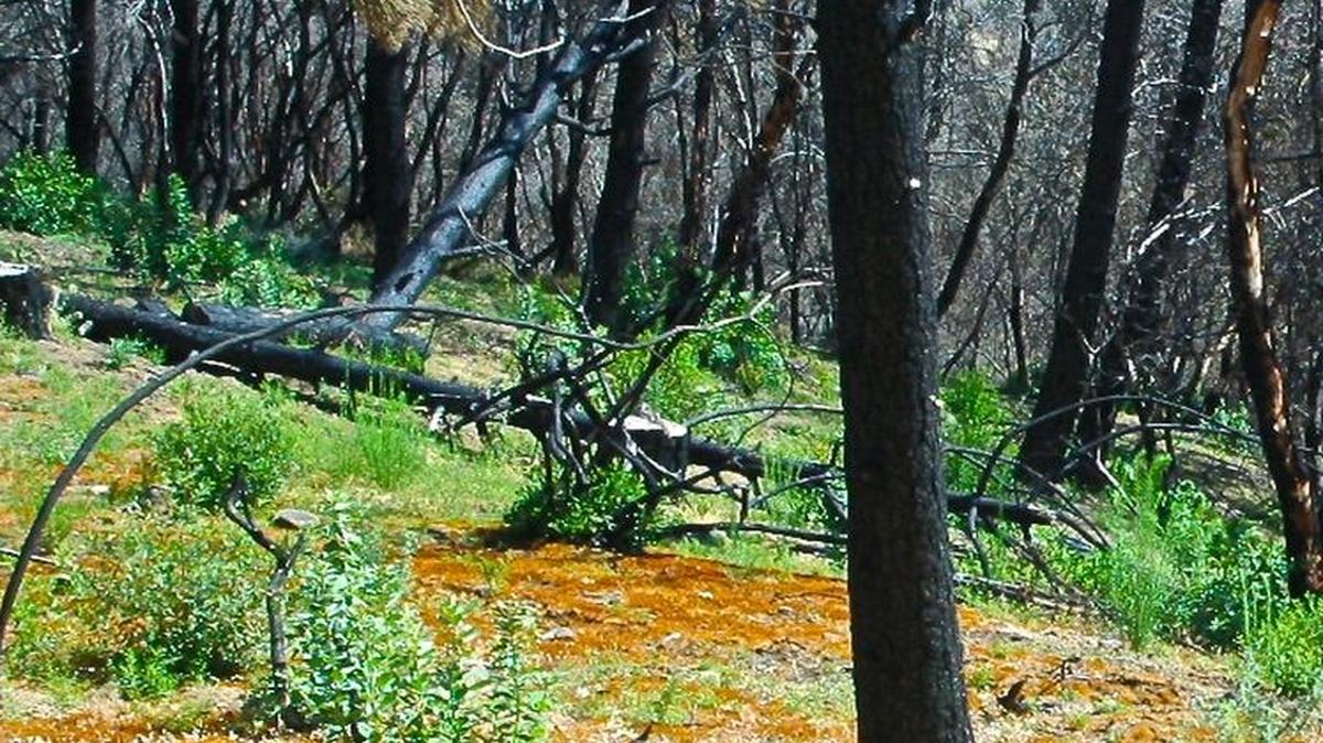 Twelve months after the Chimney Fire started, new life has taken root in the sunshine among the dead and wounded vegetation.