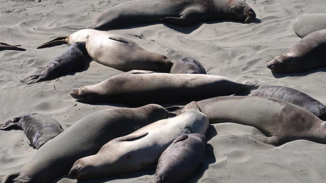 Breeding season winds down for Piedras elephant seals