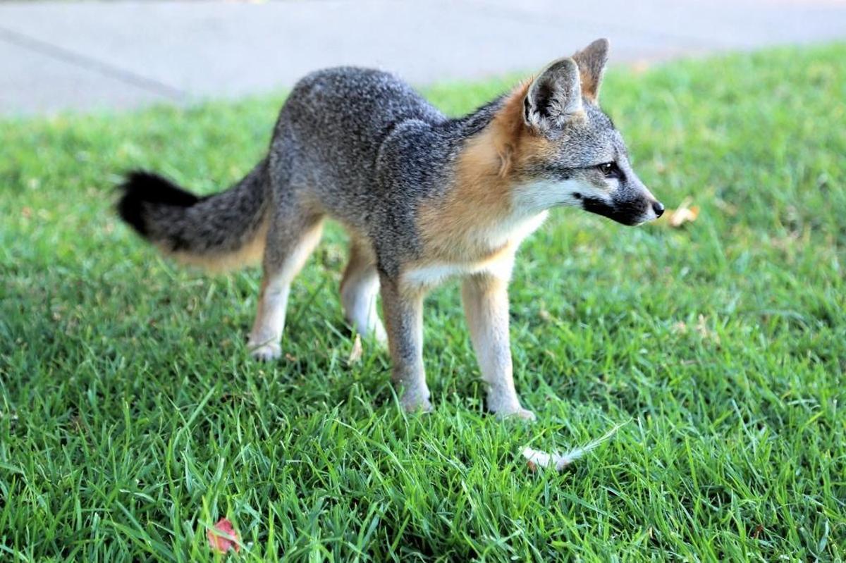 A little gray fox seen around Arroyo Grande was euthanized in 2017 after a resident complained it had killed chickens. The fox, nicknamed “Foxy,” became a beloved mascot in the Village, and its death sparked wide sadness and anger.