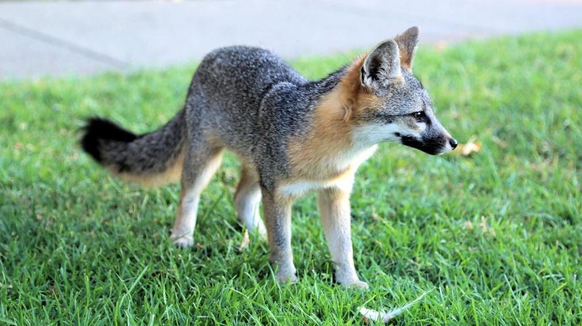 A little gray fox seen around Arroyo Grande was euthanized in 2017 after a resident complained it had killed chickens. The fox, nicknamed “Foxy,” became a beloved mascot in the Village, and its death sparked wide sadness and anger.