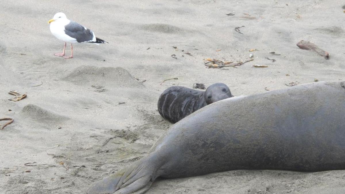 A pup peers over its mother as a seagull stands nearby. The gulls arrive with the new pups and eat the afterbirth.