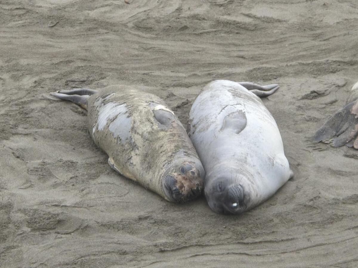 This matching set of juvenile elephant seals illustrates the molting process, left, and the finished result.
