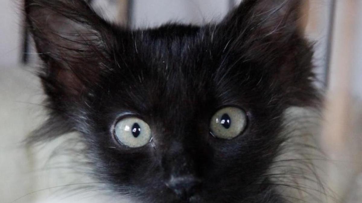 Blissfully wrapped in the security of his blanket and innocent kittenhood, Reggie isn’t camera shy.