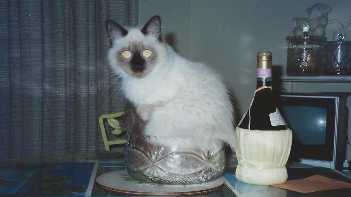 Adopted kitty Saimin loved to sit in Gary and Lynn Lamb’s crystal fruit bowl.