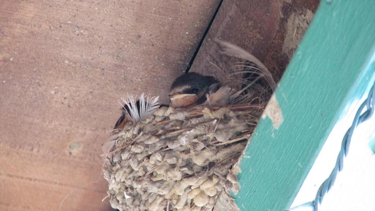 Barn swallows, seen here, can be distinguished from cliff swallows by their forked tails.