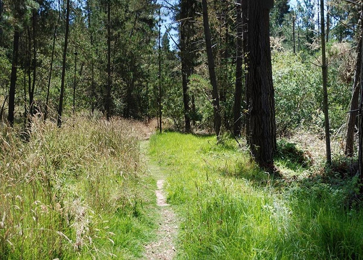 The Strawberry Path in Cambria’s Monterey Pine forest.
