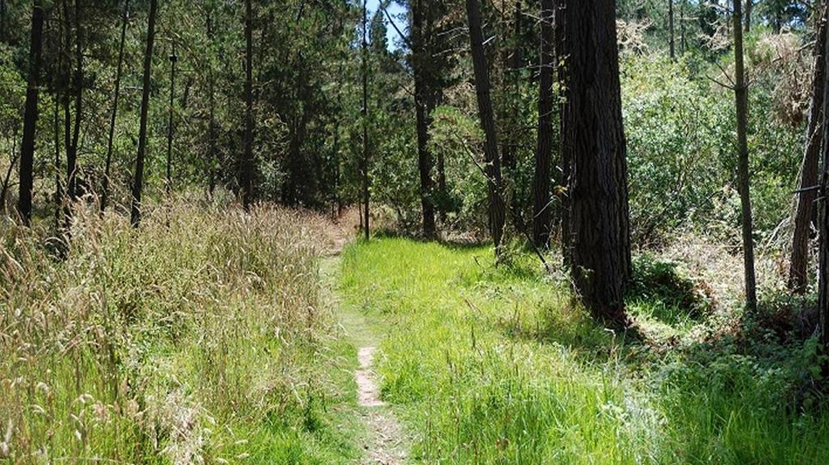 The Strawberry Path in Cambria’s Monterey Pine forest.