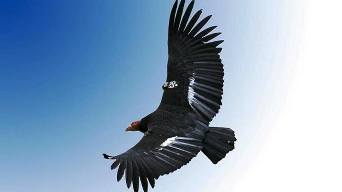 Many adult condors that fly free along the Central Coast have worrisome levels of DDE in their blood after consuming sea lion carcasses.