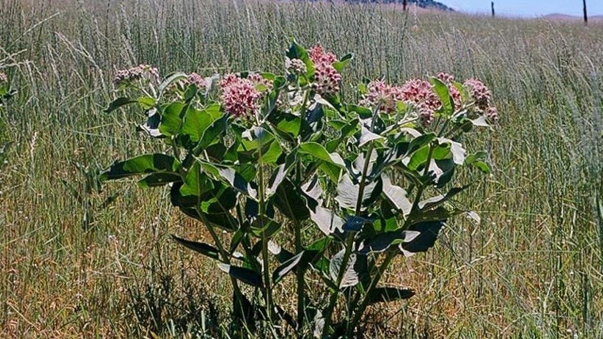 California native “showy milkweed” (Asclepies speciosa) grows along roadways and serves as a host plant for monarch butterflies.