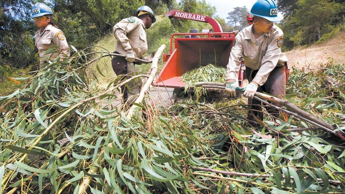 California Conservation Corps members load up the chipper with fresh cut eucalyptus branches on the Fiscalini Ranch Preserve in Cambria in 2009.
