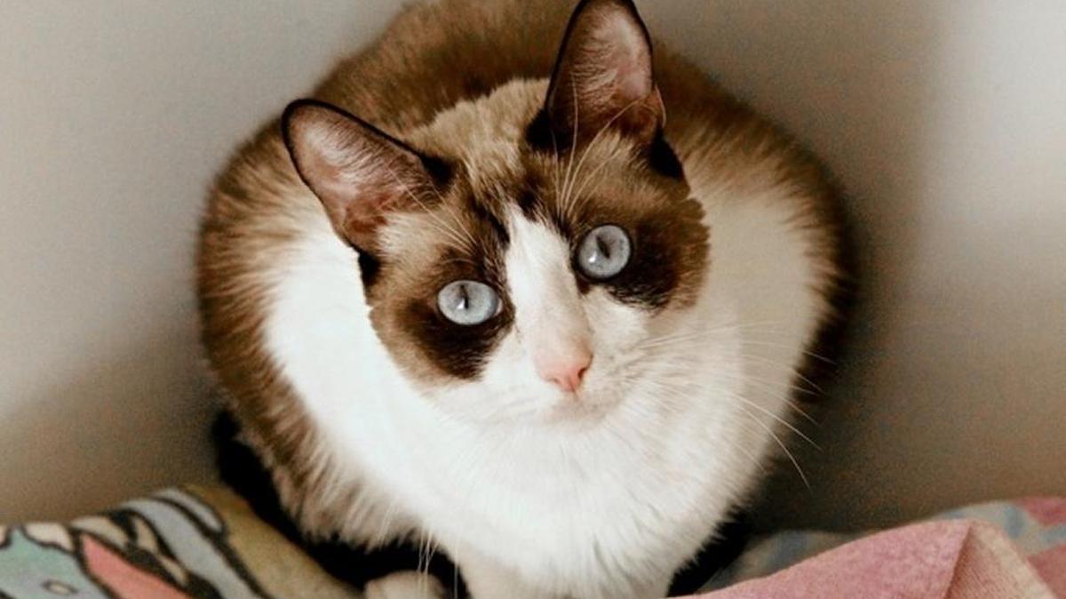 Here’s one of the cats waiting for a home at HART.
