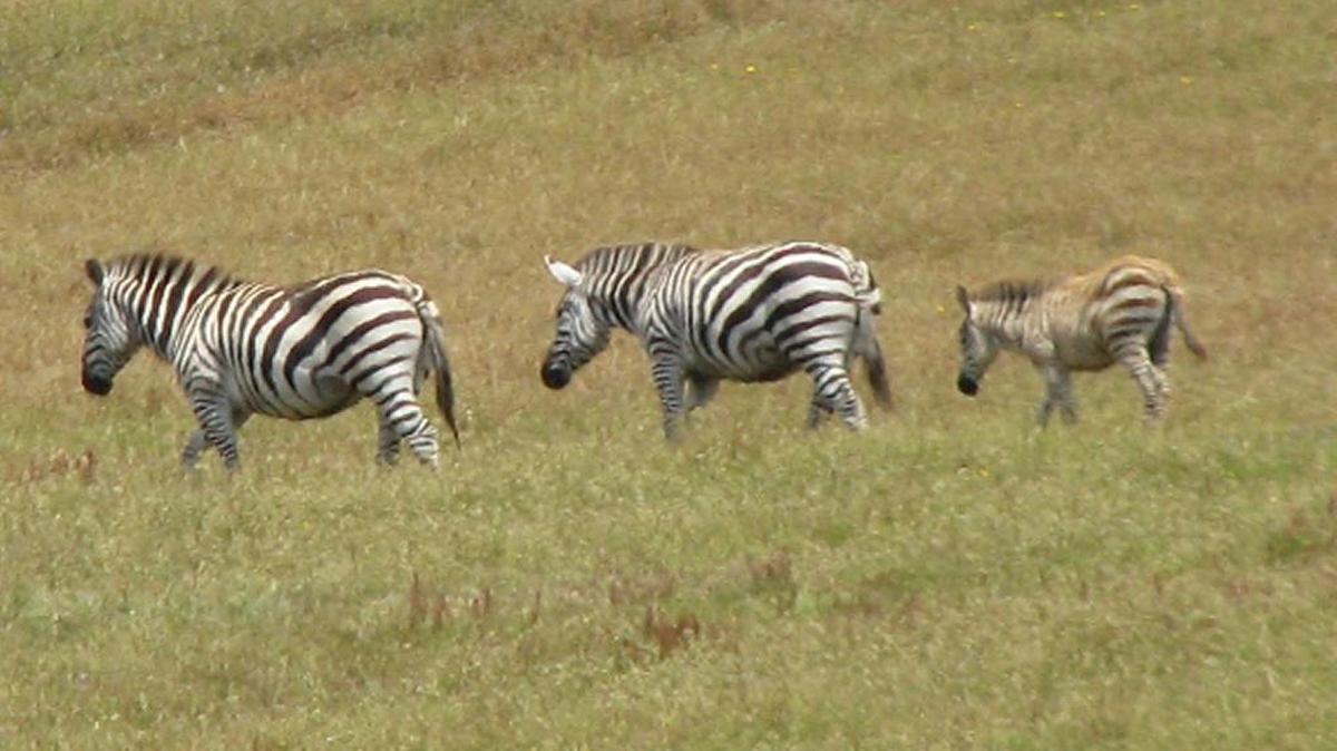 Two zebras and a young foal graze the still-green hills in San Simeon, but the grasses are in the process of turning yellow.