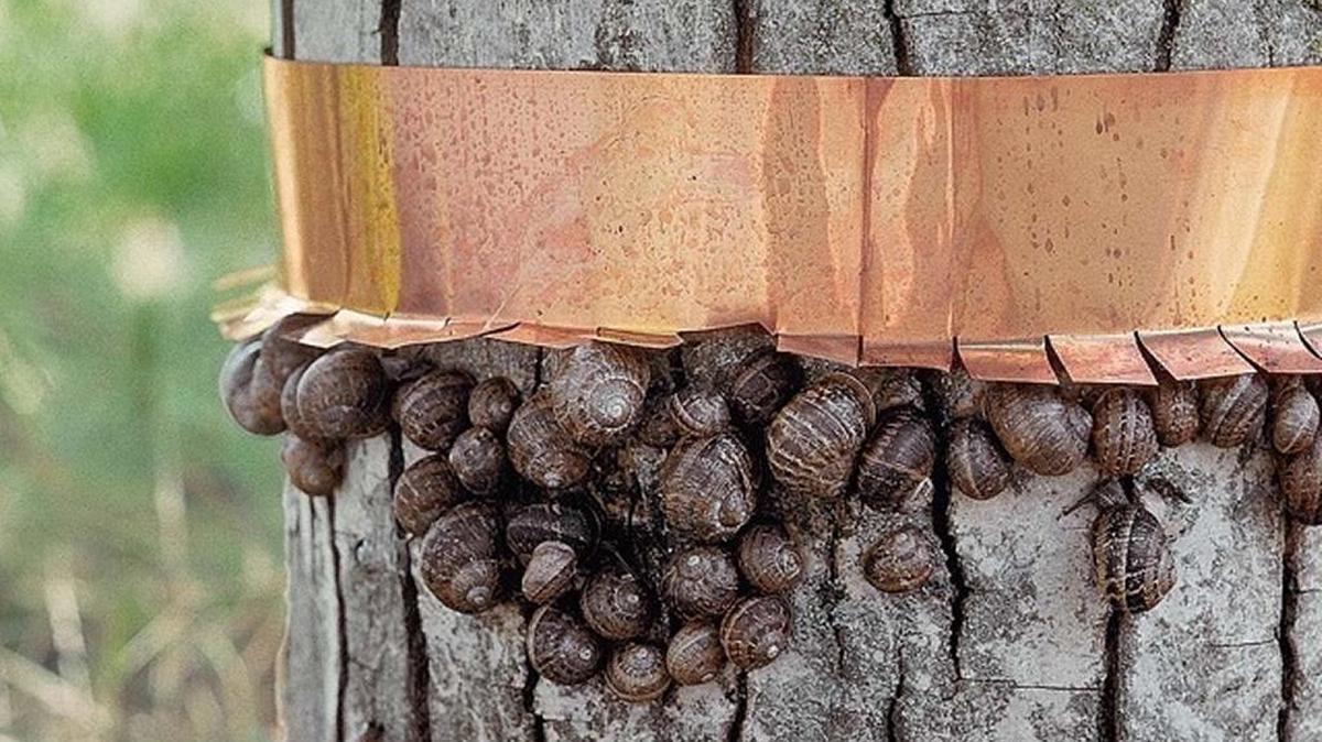Snails and slugs are repelled by copper. Copper foil or screen wrapped around planting boxes or trunks prevents them from crossing.
