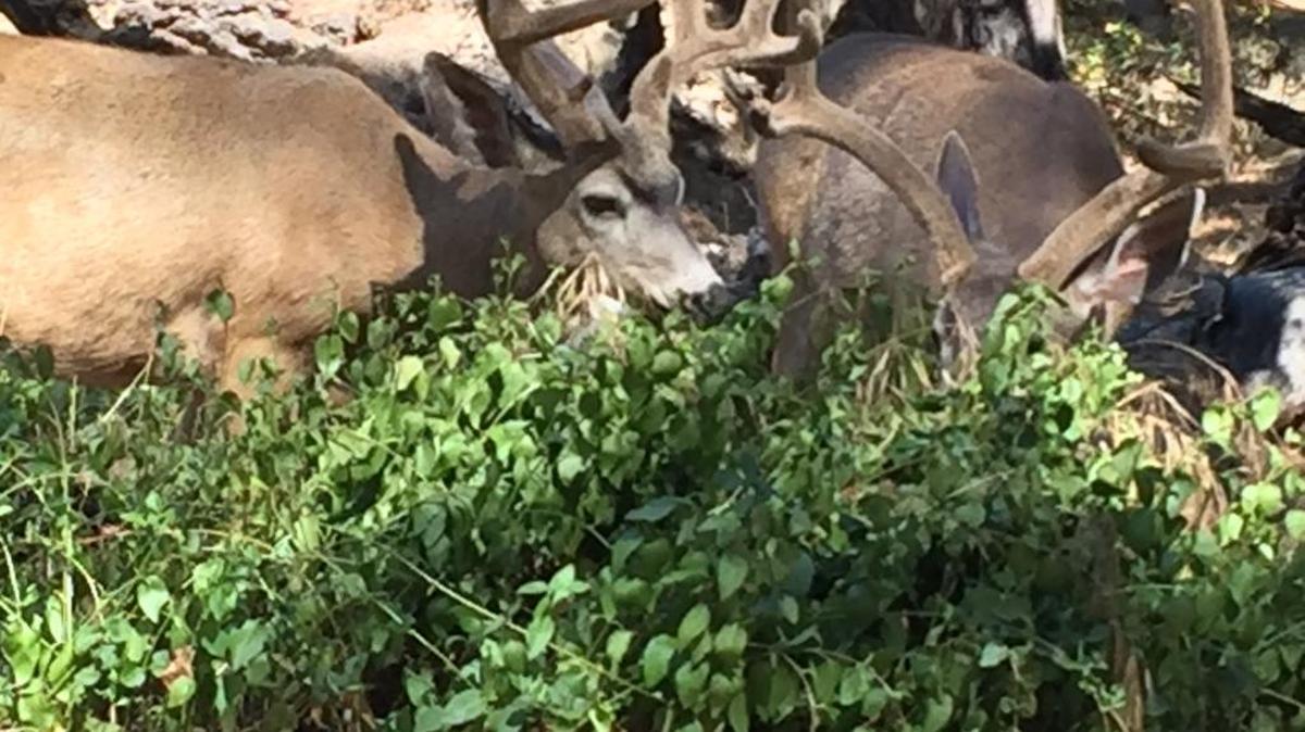 Bucks grab a meal in the Burton/Berwick area of Lodge Hill recently