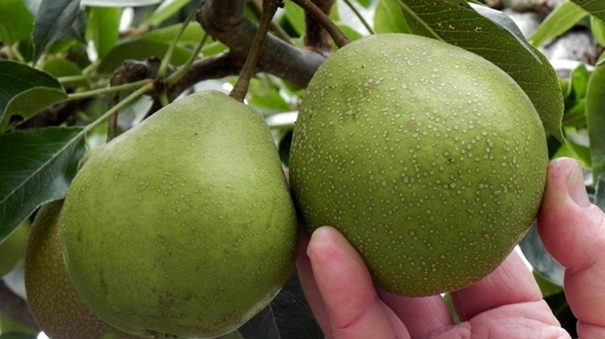 Asian pears grow well in Cambria. They are best harvested by lifting up or tipping sideways on the tree.