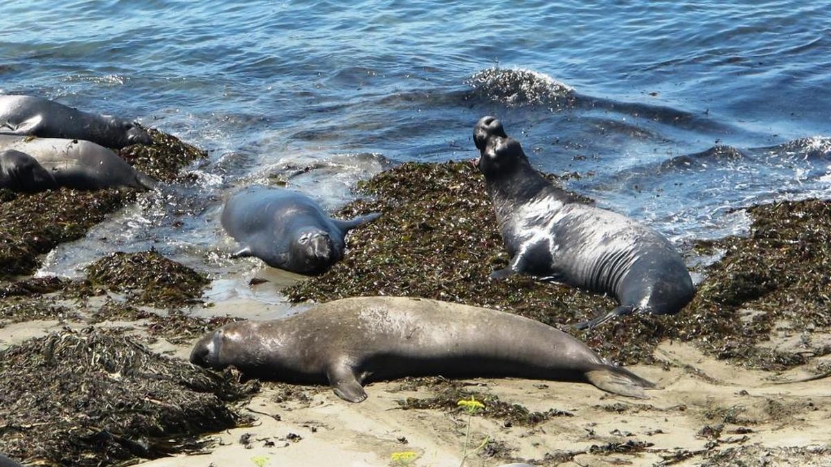 Male elephant seals stay cool in piles of kelp at the water’s edge.