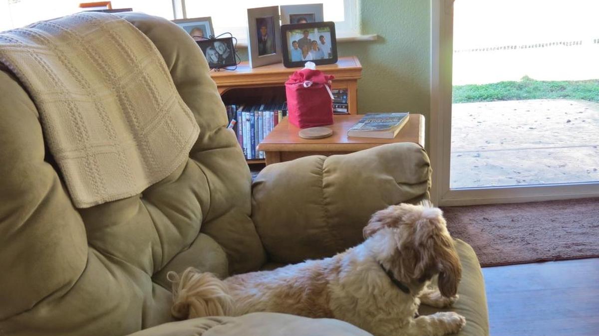Katie stands guard from a chair by the window in the columnist’s home.