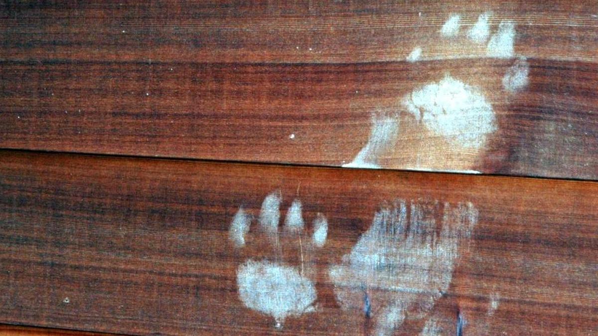 Black bear tracks are seen going up a wall where the animal pushed in a window screen to gain access to David Hindmon’s house in the Santa Lucia Mountains.
