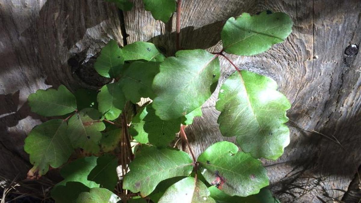 This poison oak plant creeps through cracks in a fence and invades a neighbor's property on Skye Street in Cambria.