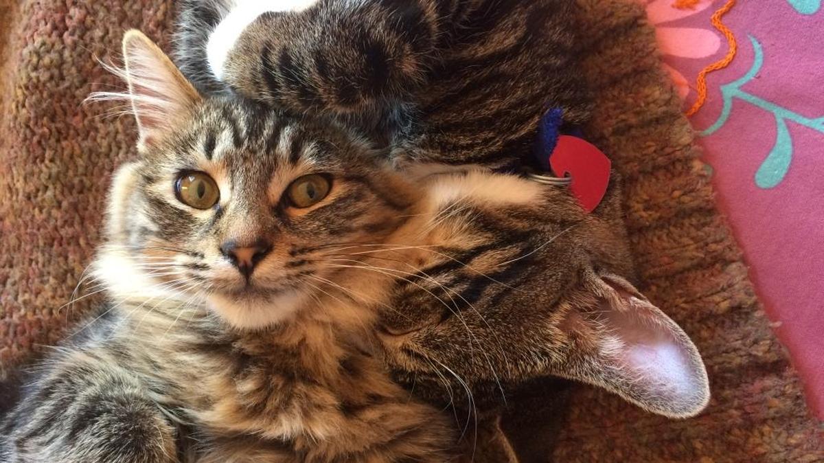 Monty Bob liked lying on Marley’s head.